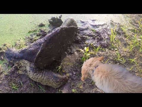 GIANT Snapping Turtle Almost EATS Puppy!