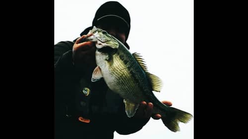 FINESSE SWIMBAIT FOR BASS - CAST PRODIGY
