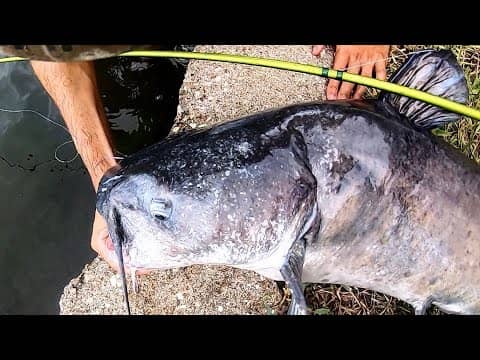MONSTER CATFISH from TINY POND!!! (HOT DOGS as BAIT)