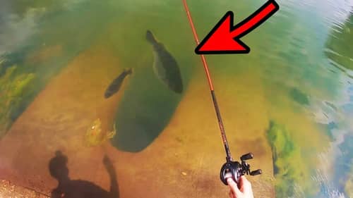 SIGHT FISHING GIANT BASS in CLEAR CITY POND!