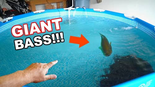 Catching the BIGGEST BASS EVER in a Pool Pond?!?! (EPIC CATCH)