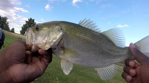 Bass Fishing With Jigs At Local Ponds
