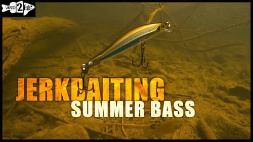 Jerkbait Tactics for Summer Bass