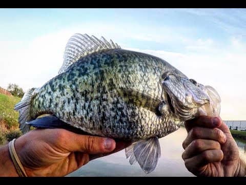 Ultralight fishing the CRAPPIE SPAWN