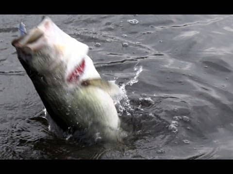 Topwater Frog Bass Fishing During the Shad Spawn - Hollow Body Spro Poppin Frog
