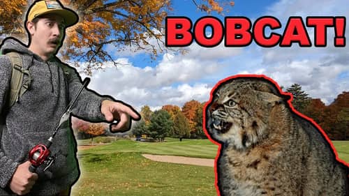 Running Into a BOBCAT On The Golf Course