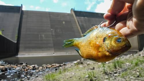 I Could NOT BELIEVE what was Living in This Hidden SPILLWAY!!! (New PB!)