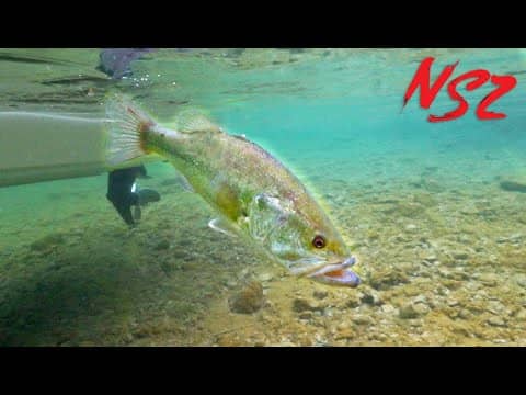 INSANELY CLEAR WATER Finesse Fishing (Never Stop Tour Pt. 9)