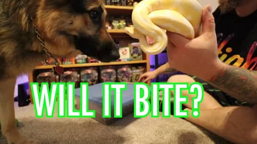 ANIMALS!!! | My Dogs, Deer, Toys and a Snake