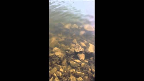 Underwater Footage of the PowerTeam Lures 7" Tickler