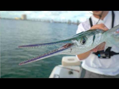SCARY Fish Lurking in Florida... -- Ft. BlacktipH