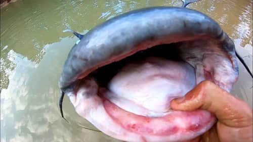 This GIANT CATFISH was in a CREEK?!