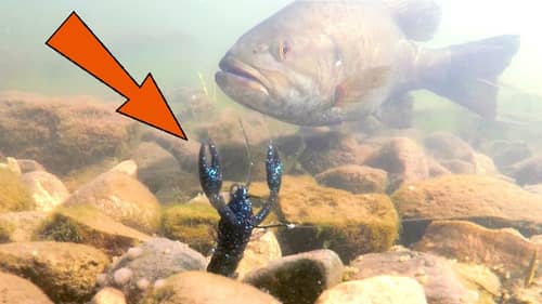 GIANT Smallies DESTROYED This Rig!
