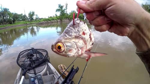 Fishing Cut Bait For BIG Catfish!