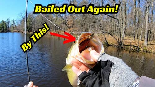 Bailed out Again! I Bet You Haven’t Tried This Finesse Spinner Bait Combination yet!