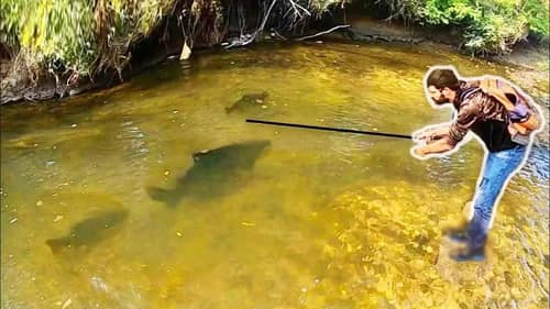 The FISH OF MY DREAMS in a TINY CREEK?! (MASSIVE)