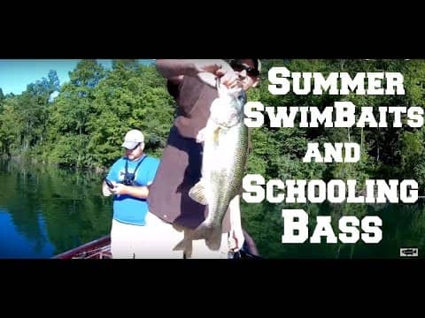 Summer Swimbaits and Schooling Bass