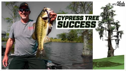 A Strategic Approach to Flipping and Pitching Cypress Trees