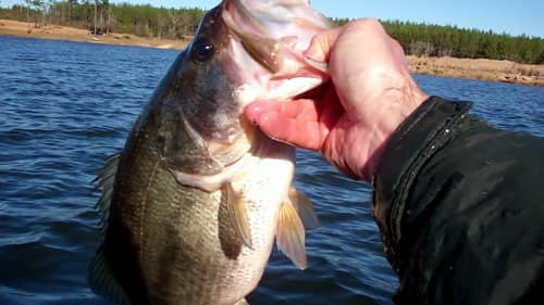 Drop Shot Bass Fishing for Winter Schooling Bass