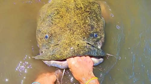 The CATFISH  of my DREAMS!!! (In a POND)