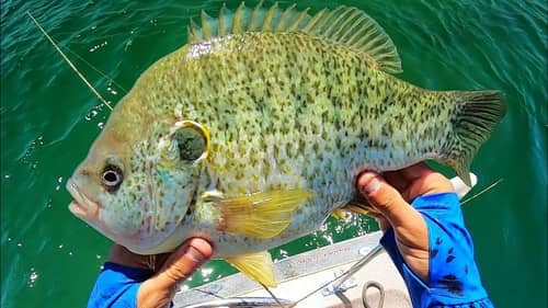 Fishing for the BIGGEST SUNFISH ON EARTH!! (INSANE)
