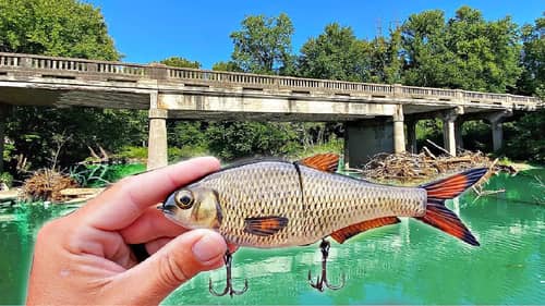 Hunting GIANT Fish Hiding DEEP within a Backwoods Creek!