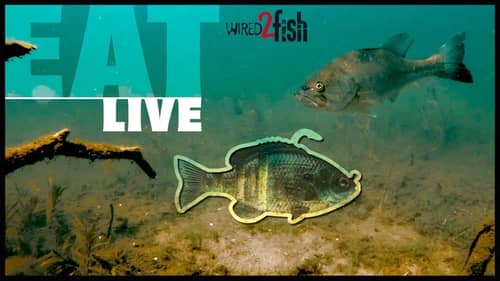 Underwater Bass Live Strike on Bluegill Swimbait