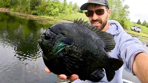 The MOST INSANE BLUEGILL I'VE EVER SEEN!!