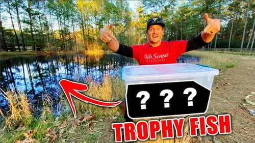 I Caught RARE Trophy Fish to Stock in My BACKYARD POND!!
