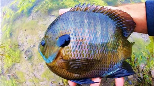 GIANT BLUEGILL FISHING with LURES!
