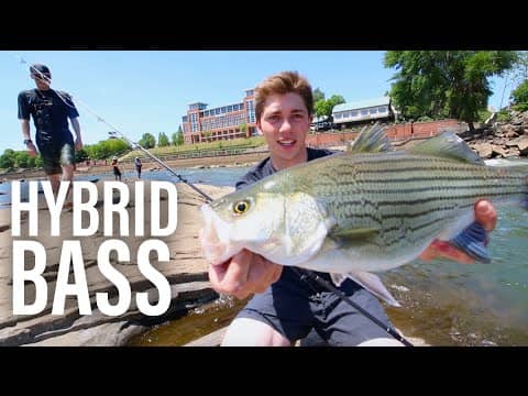 River Fishing For Hybrid Bass -- Ft. DALLMYD