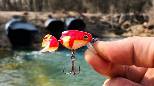It's ILLEGAL To Keep This TINY Creek TROPHY Fish!!! (New PB!)