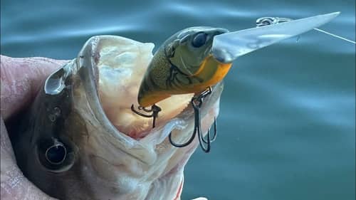 You’ll Never Fish A Wiggle Wart Or Rock Crawler Again After Seeing This New Prespawn Crankbait