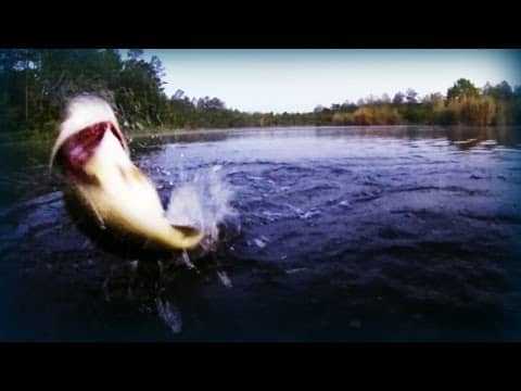 Unbelievable Topwater Action! Bass Fishing with a Balsa Bull