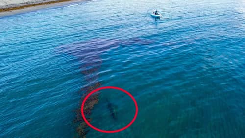 Extremely RARE GIANT 15 Foot FISH Swims Right up to Small Boat