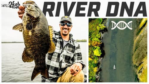 River Smallmouth Bass | Tips to Find and Catch in Current