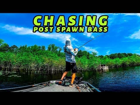 Using AGGRESSIVE Techniques For SHALLOW Post Spawn BASS!! || Post Spawn Bass Fishing