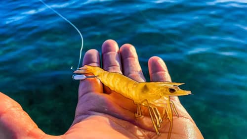 Multi-Species Fishing With Live Shrimp In Clear Saltwater