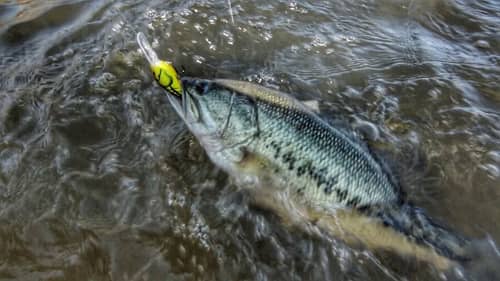 Creek Arm Sweet Spots for Spring Bass