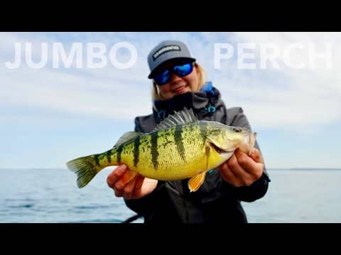 Cast after Cast! Spring Perch Fishing on Lake Simcoe!