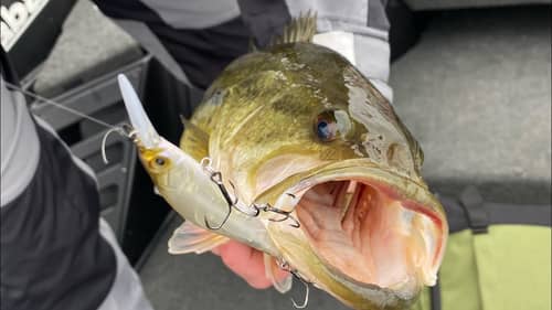 THIS Is Why Your Jerkbait Bass Are Only Getting The Back Hook…