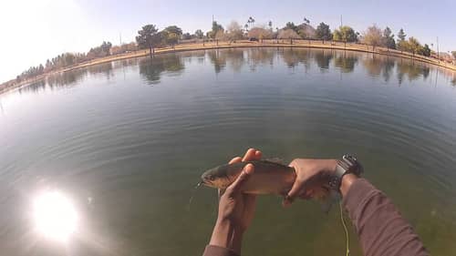 Amazing Urban Trout Fly Fishing