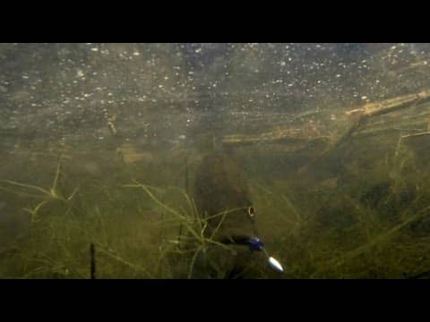 Underwater GoPro Captures Angry Bass Striking Worm 15 Times