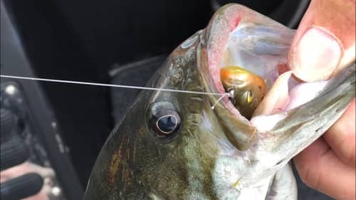 The 3 Tricks Required To Catch Extremely Smart Bass…