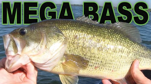 Megabass Uoze Swim Jig Bass Fishing w/ @BassBrawlOutdoors