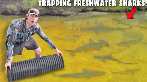 Trapping FRESHWATER SHARKS For My AQUARIUM!