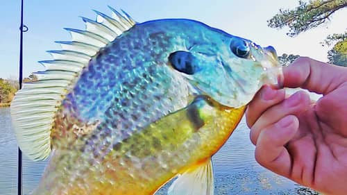 Fishing for HUGE Bluegill and Crappie with JIGS! (Loaded)