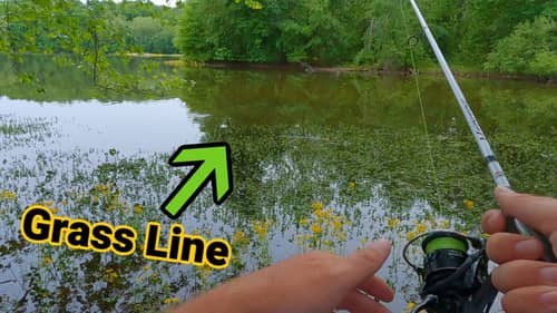 Bass in the Grass, Sight Fishing