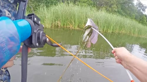 Bowfishing Tilapia for Dinner with Compound Bow