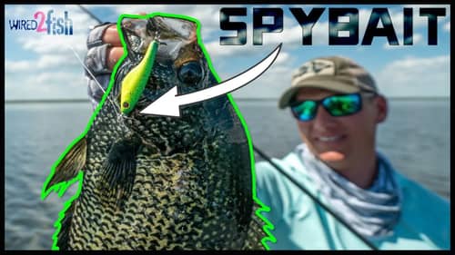 Spybait Crappies | New Lure Trends That Work‼️